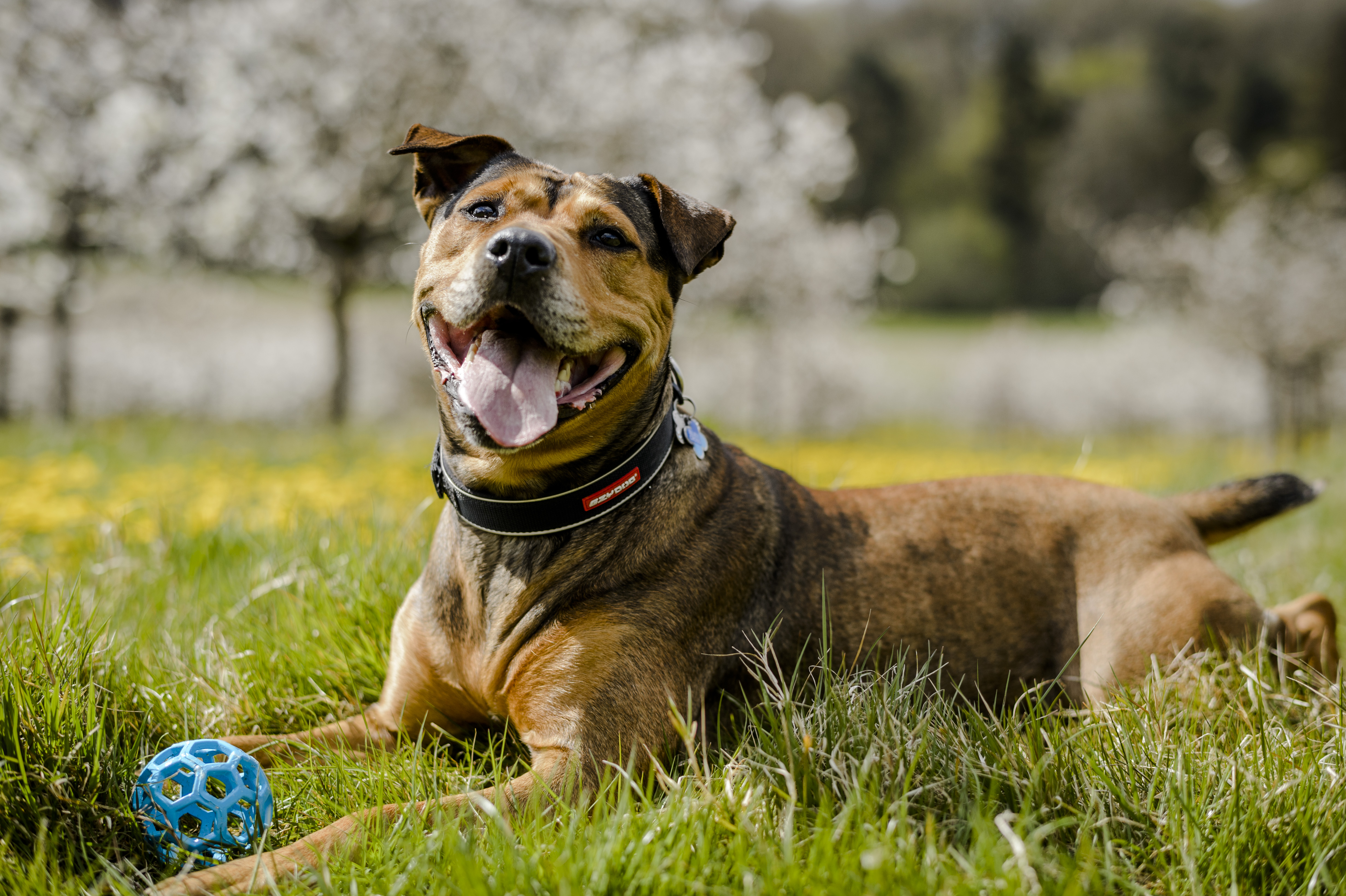 Duck jerky for dogs sale warning